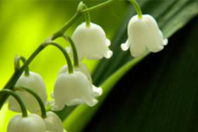 植物检测_微生物类