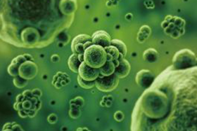 微生物检测1_微生物类